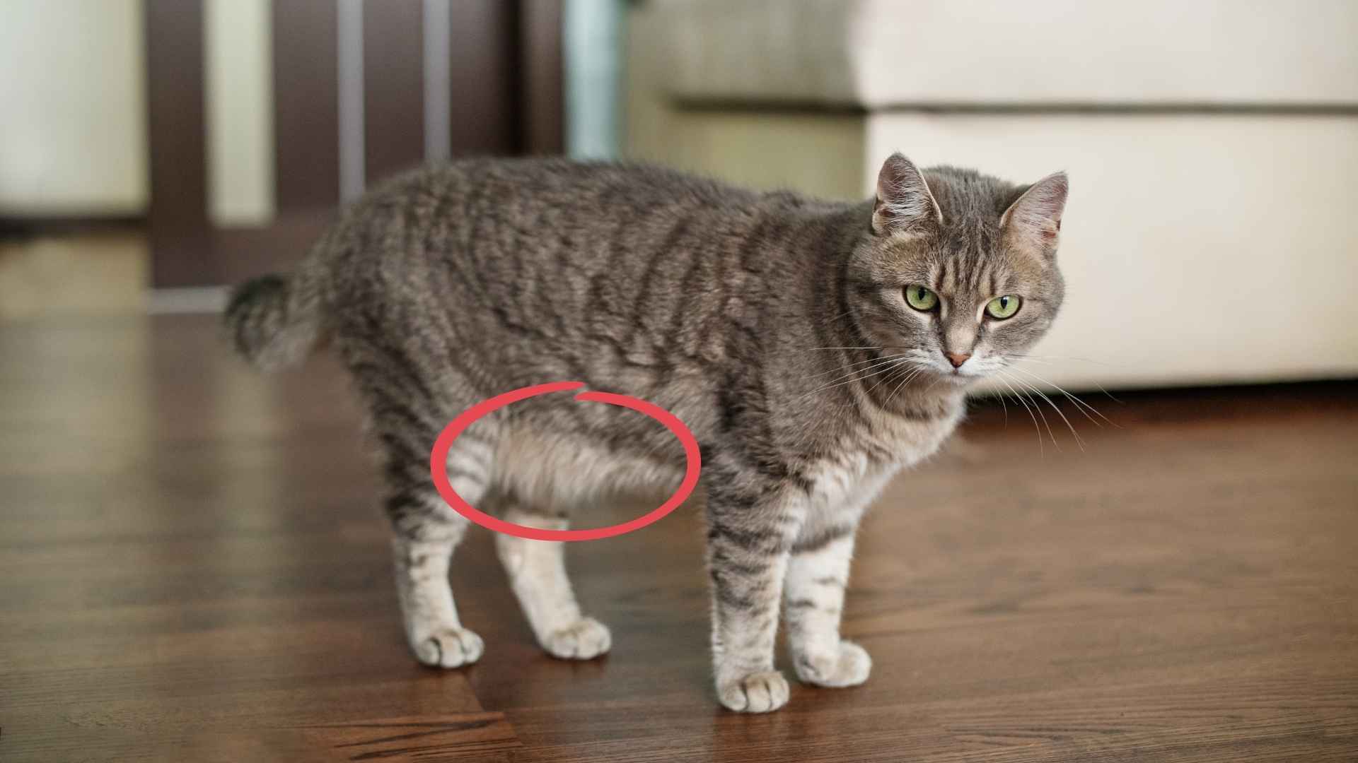 Gato con bolsa primordial